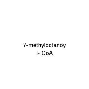 7-methyloctanoyl- CoA